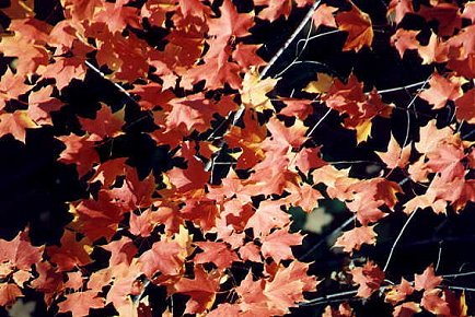 I_want's Photography -  Leaves #6 - 54 kbytes