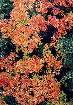 I_want's Photography - Leaves #9 - 51 kbytes