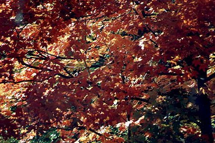 I_want's Photography - Tree #1 - partial shot