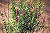 I_want's Photography Unknown Plant