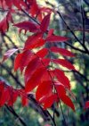 I_want's Photo - Red Leaves One