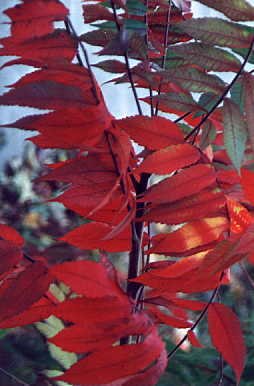 I_want's Photography - Red Leaves #2 - 21 kbytes