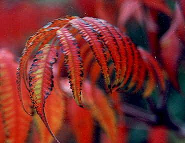I_want's Photography - Red/Green Leaves #1 - 19 kbytes