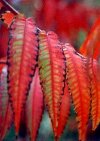 I_want's Photo - Red Green Leaves Two