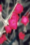 I_want's Photography - Unknown Flower
