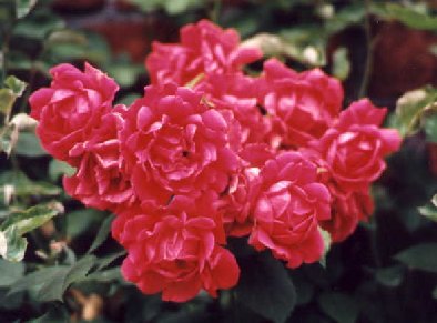 I_want's Photography - Roses