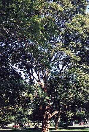 I_want's Photography - Queen's Park Circle - Majestic old tree - 73 kbytes