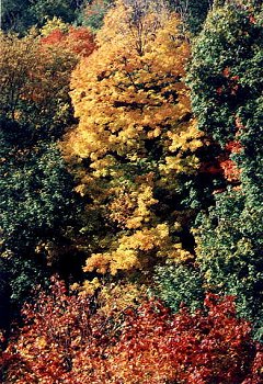 I_want's Photography - Trees #1 - 49 kbytes