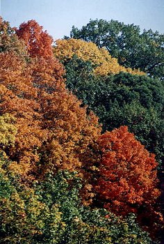 I_want's Photography - Trees #10 - 43 kbytes