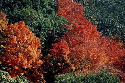 I_want's Photography - Trees #11 - 63 kbytes