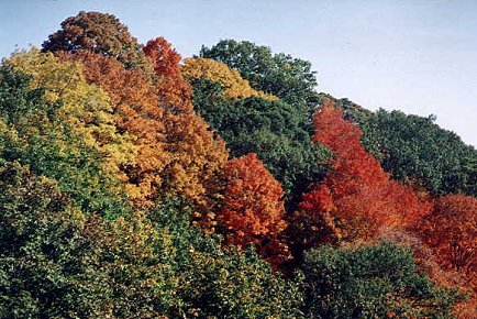 I_want's Photography - Trees #13 - 57 kbytes