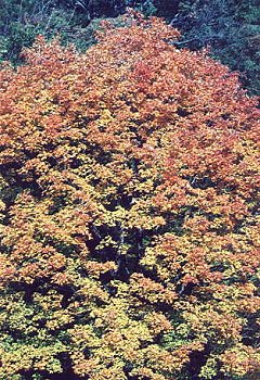 I_want's Photography - Trees #2 - 52 kbytes