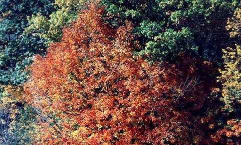 I_want's Photography - Trees #22 - 78 kbytes