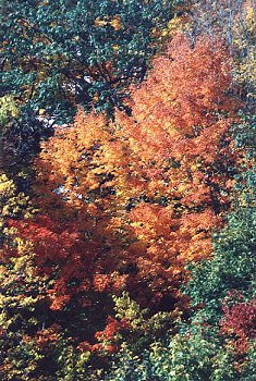 I_want's Photography - Trees #23 - 48 kbytes
