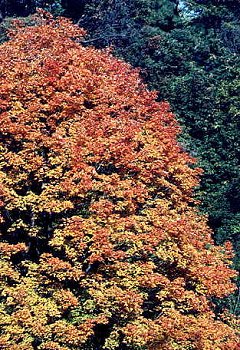 I_want's Photography - Trees #3 - 53 kbytes
