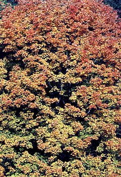 I_want's Photography - Trees #4 - 56 kbytes