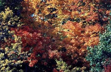 I_want's Photography - Trees #5 - 71 kbytes