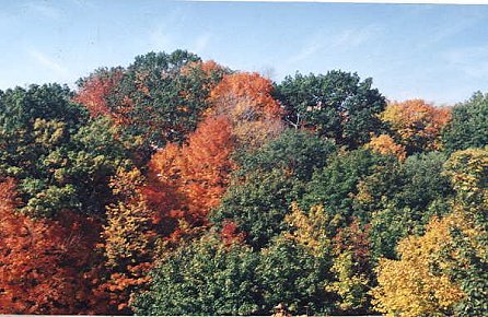 I_want's Photography - Trees #7 - 56 kbytes