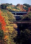 I_want's Photo - Trees & Bridge 