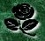 
     shearerroseblacksingle.jpg (7564 bytes)