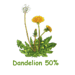 Dandelion