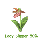Lady Slipper