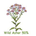 Wild Aster