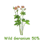  Wild Geranium