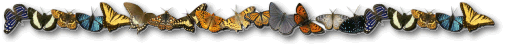 MORE Rainbow Butterflies