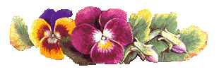 Rainbow Pansies