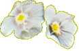 NZ Flower. Parahebe Hookeriana