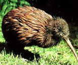 [ The New Zealand Kiwi ]