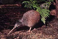 [ The New Zealand Kiwi ]