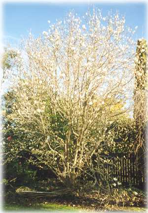 [ White magnolia tree - full view]