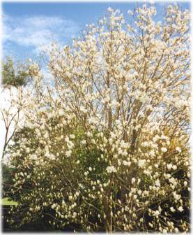 [A closer view of the white magnolia tree]