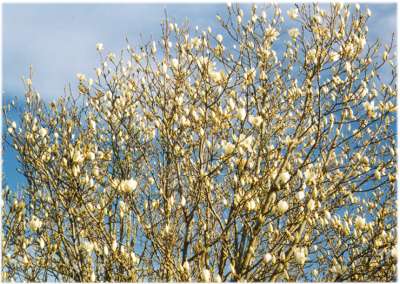[Closer view still of the white magnolia tree]