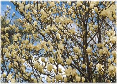 [ Getting really close to the white magnolia tree now]