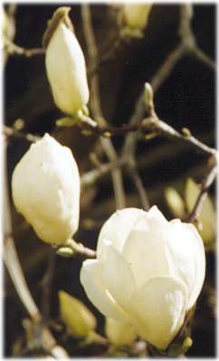 [close up of the white magnolia blooms]