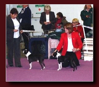 Canmoy´s Boston Legal, 2nd on right in the photo