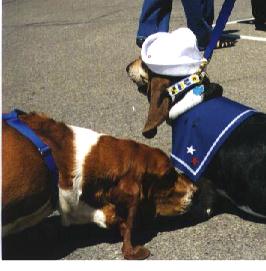 a curious basset