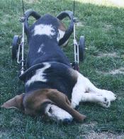 Lucy - tuckered