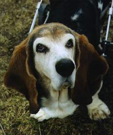 Our sweet Lucy