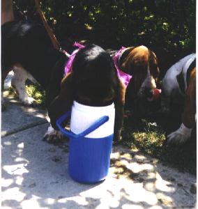 thirsty bassets
