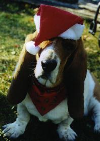 Cheers in her xmas hat