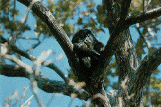 howler monkey