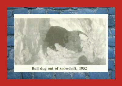 Bull buried in snow bank