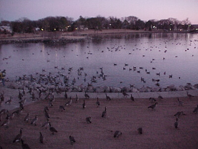 geese