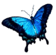 ButFly