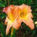 Flower 8