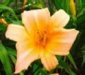 Flower 7